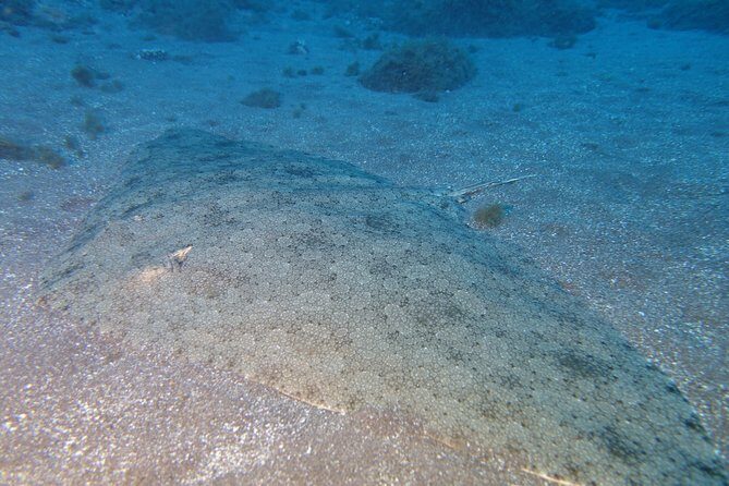 Try Dive - PADI Discover Scuba Diving in Tenerife - Who This Try Scuba Session Fits Best (And Who Should Rethink It)
