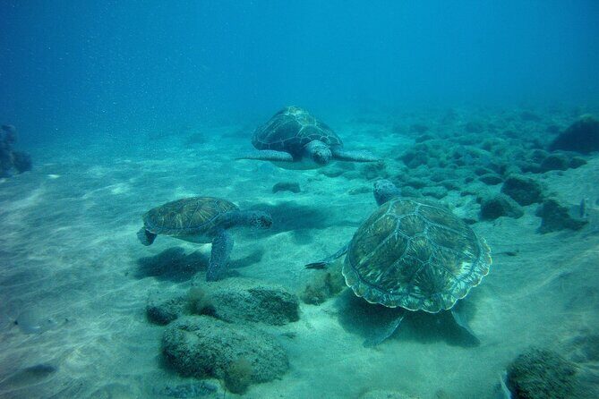 Try Scuba Diving in a turtle area (boat) - Stop 1: The Zero Gravity Underwater Try (and Why It Works for Beginners)