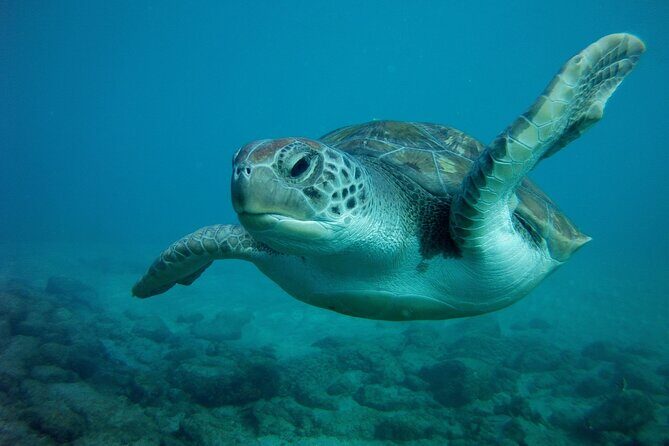 Try Scuba Diving in a turtle area (boat) - Safety and Comfort: The Real Value of Personal Coaching