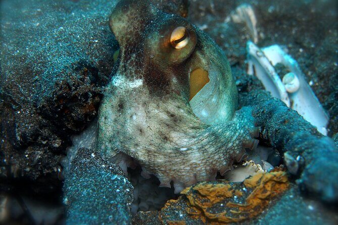 Try Scuba Diving in a turtle area (boat) - Boat vs. Beach: What You Should Expect on Arrival