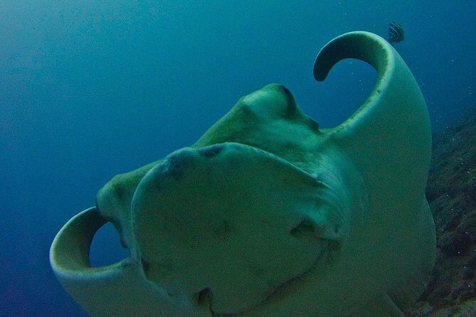 TRY SCUBA DIVING with a Dedicated Instructor - Key Points That Make This Try-Scuba Experience Worth It