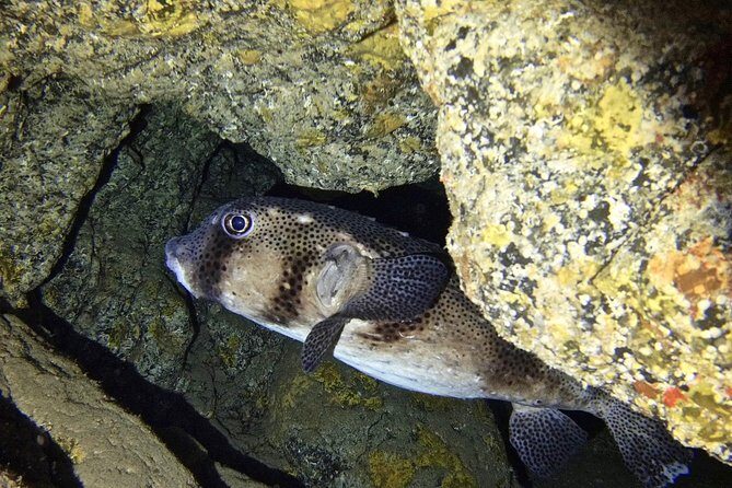 TRY SCUBA DIVING with a Dedicated Instructor - Gear Rental, Insurance, and Photos: What’s Actually Included