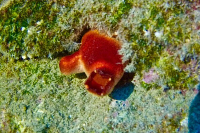 TRY SCUBA DIVING with a Dedicated Instructor - Who Should Book This Try Scuba Experience
