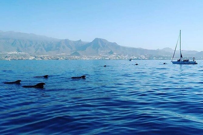 Whale and Dolphin Small Group Sailing from Tenerife South - Included value: snacks, breakfast, and snorkeling gear at $60.49