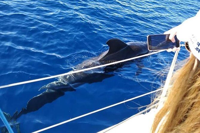 Whale and Dolphin Small Group Sailing from Tenerife South - How the route targets pilot whales and dolphins (without big-crowd chaos)