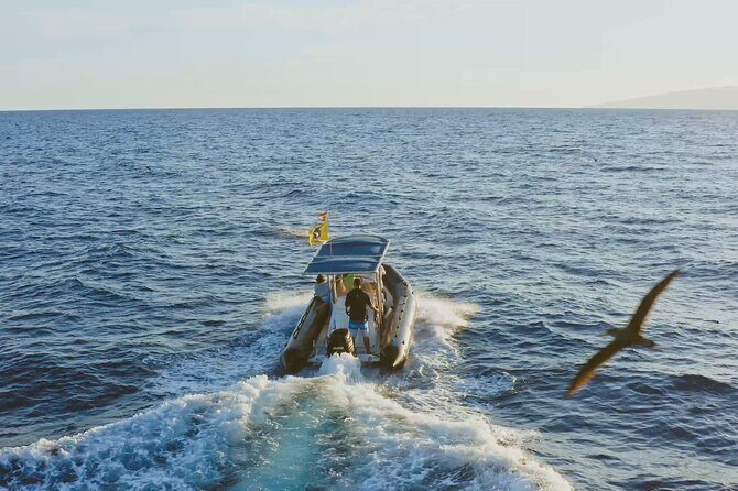 Whale and Dolphin Watching EcoAdventure in Tenerife - Whale and Dolphin Watching in Tenerife, With a Real Conservation Angle