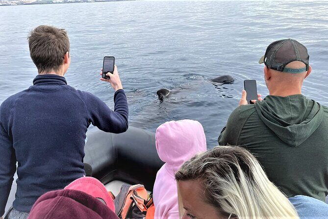 Whale and Dolphin Watching EcoAdventure in Tenerife - What You Might See in Tenerife Waters: Whales, Dolphins, and Rare Moments