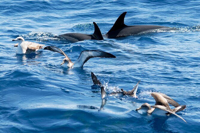 Whale and Dolphin Watching EcoAdventure in Tenerife - Responsible Cruising and Marine Litter Collection: Eco Without the Lecture