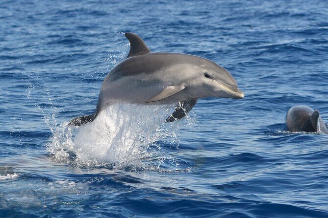 Whale and Dolphin Watching EcoAdventure in Tenerife - Food, Drinks, and Comfort: The Small Details That Save Your Trip