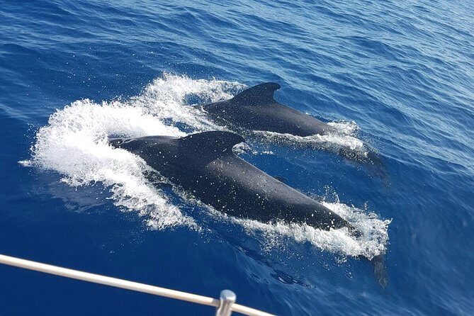 Whale and Dolphin Watching Sailing Boat with Drinks, Snacks and Swimming Time - Key things to know before you go