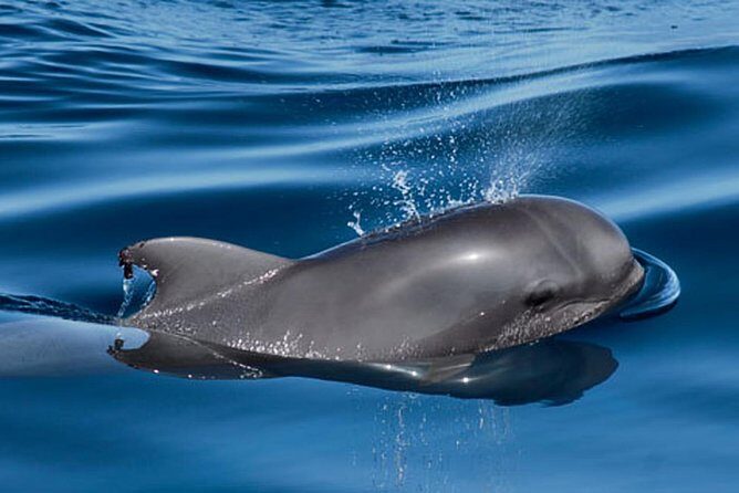 Whale and Dolphin Watching Sailing Boat with Drinks, Snacks and Swimming Time - The 3-Hour Pace and Route Vibe Around Tenerife