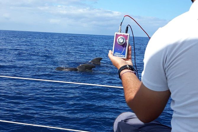 Whale and Dolphin Watching Sailing Boat with Drinks, Snacks and Swimming Time - Before You Go: Practical Tips That Make the Day Smoother