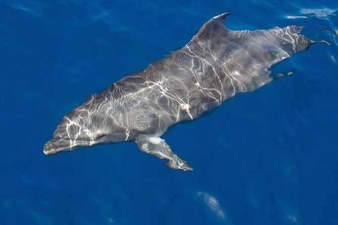 Whale and Dolphin Watching Yacht Trip in Puerto Colon - Key Things to Know Before You Go