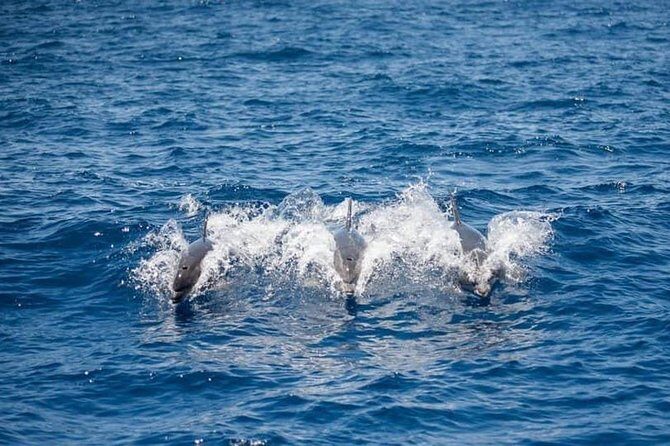 Whale and Dolphin Watching Yacht Trip in Puerto Colon - A 12-Person Yacht Makes the Whale Search Feel Personal