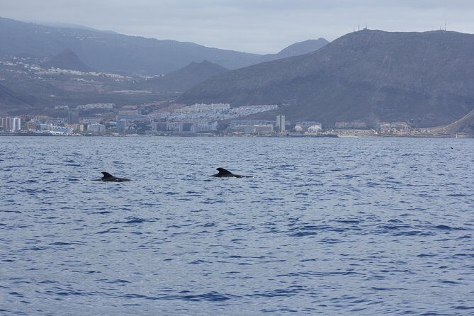 Whale Watching and Marine Science Tour - Getting to Biosean at Marina del Sur in Las Galletas