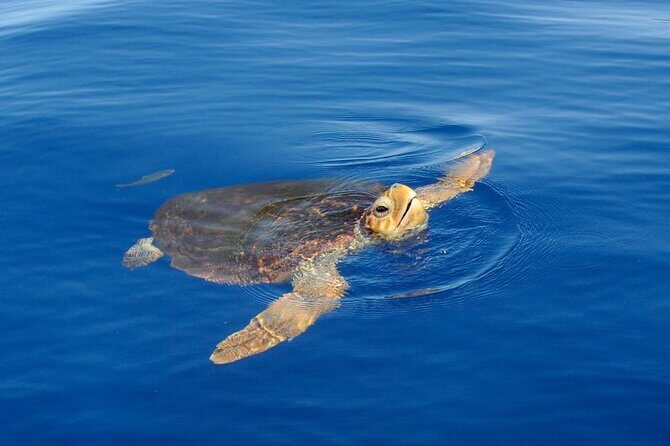 Whale watching and snorkelling in the whale sanctuary - Key things to know before you go