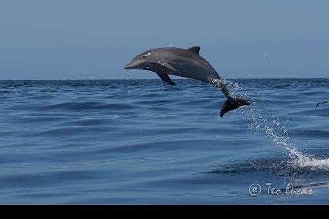Whale watching and snorkelling in the whale sanctuary - The comfortable boat factor: easier viewing and less fatigue