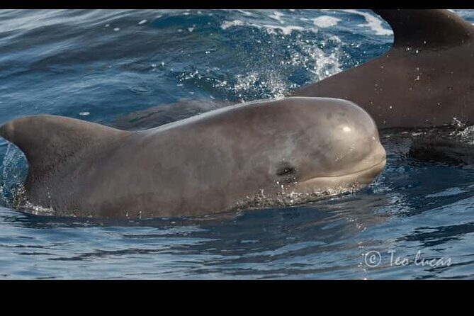 Whale watching and snorkelling in the whale sanctuary - Price and value: is $78.19 a fair deal for Tenerife whale watching?