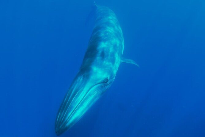 Whale watching and snorkelling in the whale sanctuary - Between Isorana cliffs and Agua Dulce cove: the route that turns into a snorkel break