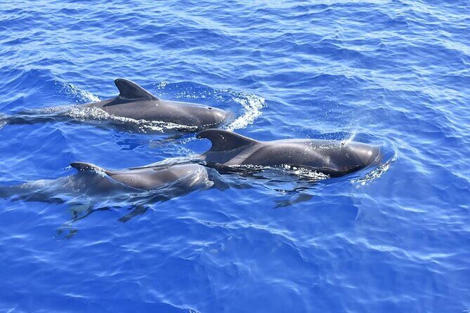 Whale Watching Catamaran in Costa Adeje (Including drinks & Sandwich) - On Board Comfort: Seating, Sun Beds, and the Best Places to Watch