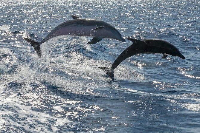 Whale Watching Catamaran to Los Gigantes & Masca (Including drinks & warm lunch) - Boat setup and the onboard vibe on a big catamaran