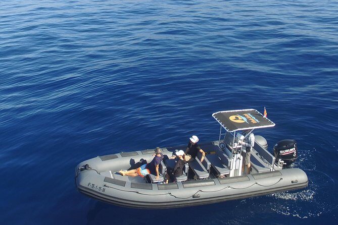 Whale Watching Eco-Adventure from Costa Adeje - Key Things I’d Mark in Your Notes