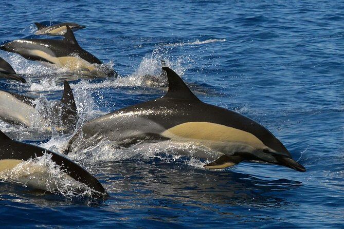 Whale Watching Eco-Adventure from Costa Adeje - Teno-Rasca Marine Protected Area: Where the Wildlife Chances Improve