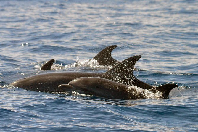 Whale Watching Eco-Adventure from Costa Adeje - The 2-Hour Flow: What Happens During the Whale Watch Time