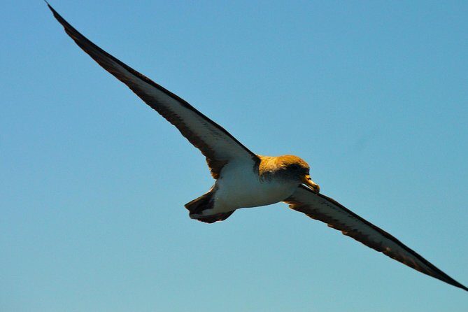 Whale Watching Eco-Adventure from Costa Adeje - Meeting at Puerto Colón Marina: The Practical Start That Saves Stress
