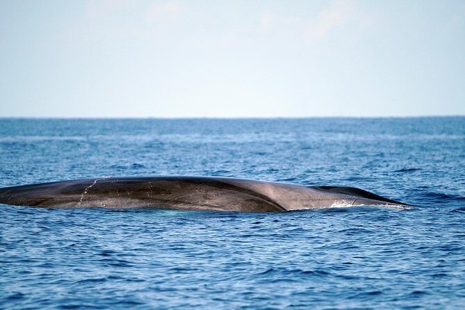 Whale Watching Eco-Adventure from Costa Adeje - Eco-Friendly Watching: Distance, Smaller Boats, and Less Animal Stress