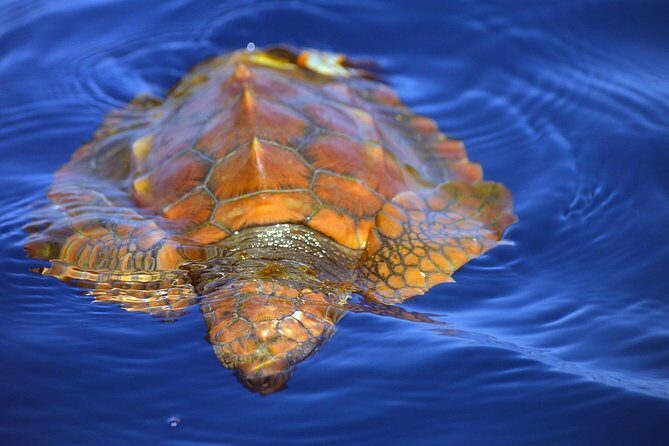 Whale Watching Eco-Adventure from Costa Adeje - Photos and the Hydrophone Combo: Your Take-Home Souvenirs
