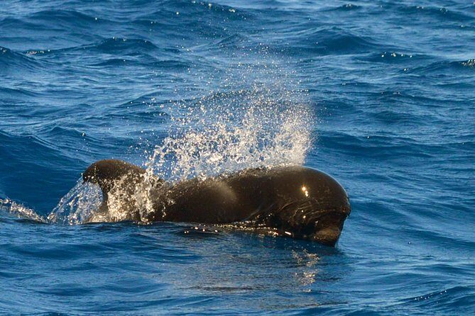 Whale Watching Eco-Adventure from Costa Adeje - Price and Value: Is $72.56 Worth It?