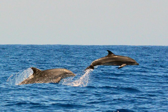 Whale Watching Eco-Adventure from Costa Adeje - On Board With Biologists: Hydrophone, Species Talk, and Safety
