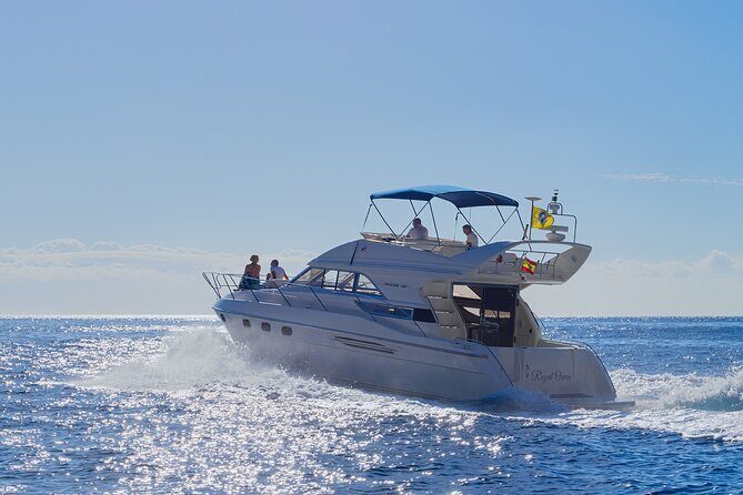 Whales and Dolphins excursion on a Luxury Yacht in Canary Islands - Key things to know before you go