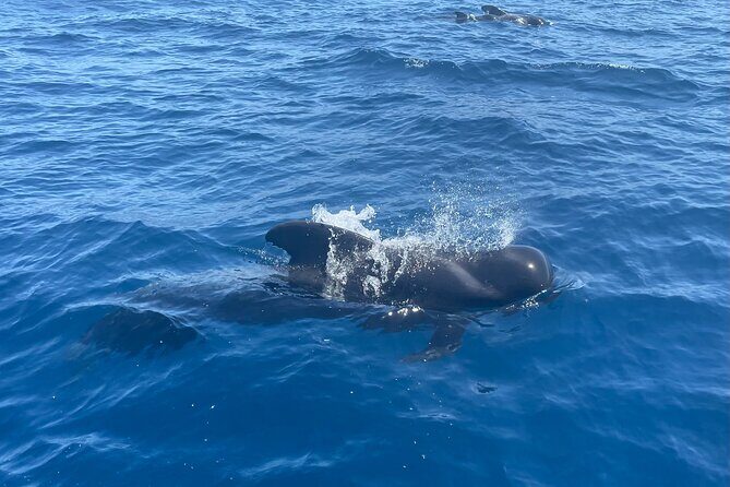 Whales and Dolphins excursion on a Luxury Yacht in Canary Islands - Onboard comfort: restroom, seating, air-conditioned transport, and the bar setup